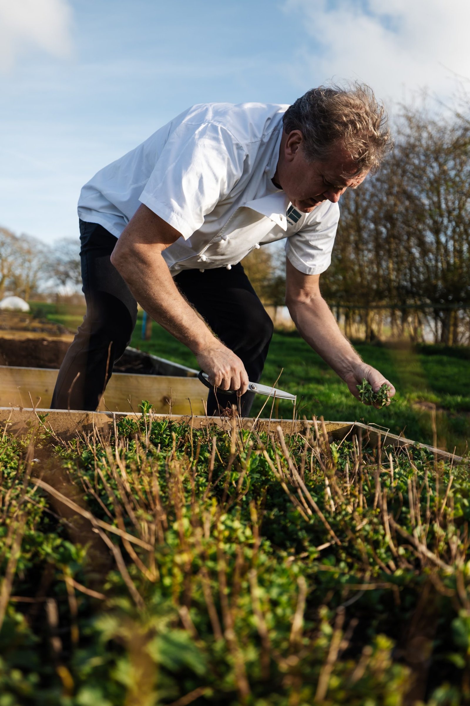 chef selecting fresh food from garden Luxury Food Photography lancashire